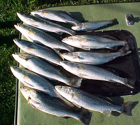 fish