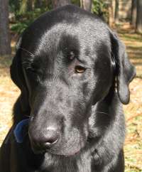 duck hunting dog