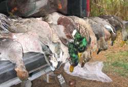 ducks